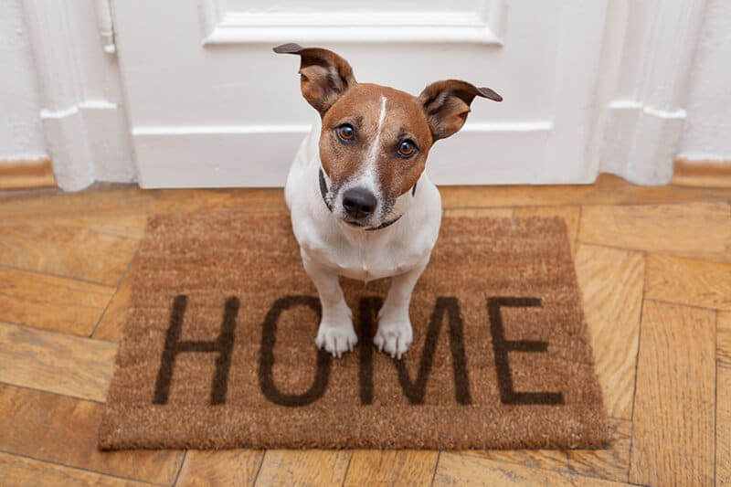 Dog Standing on Mat